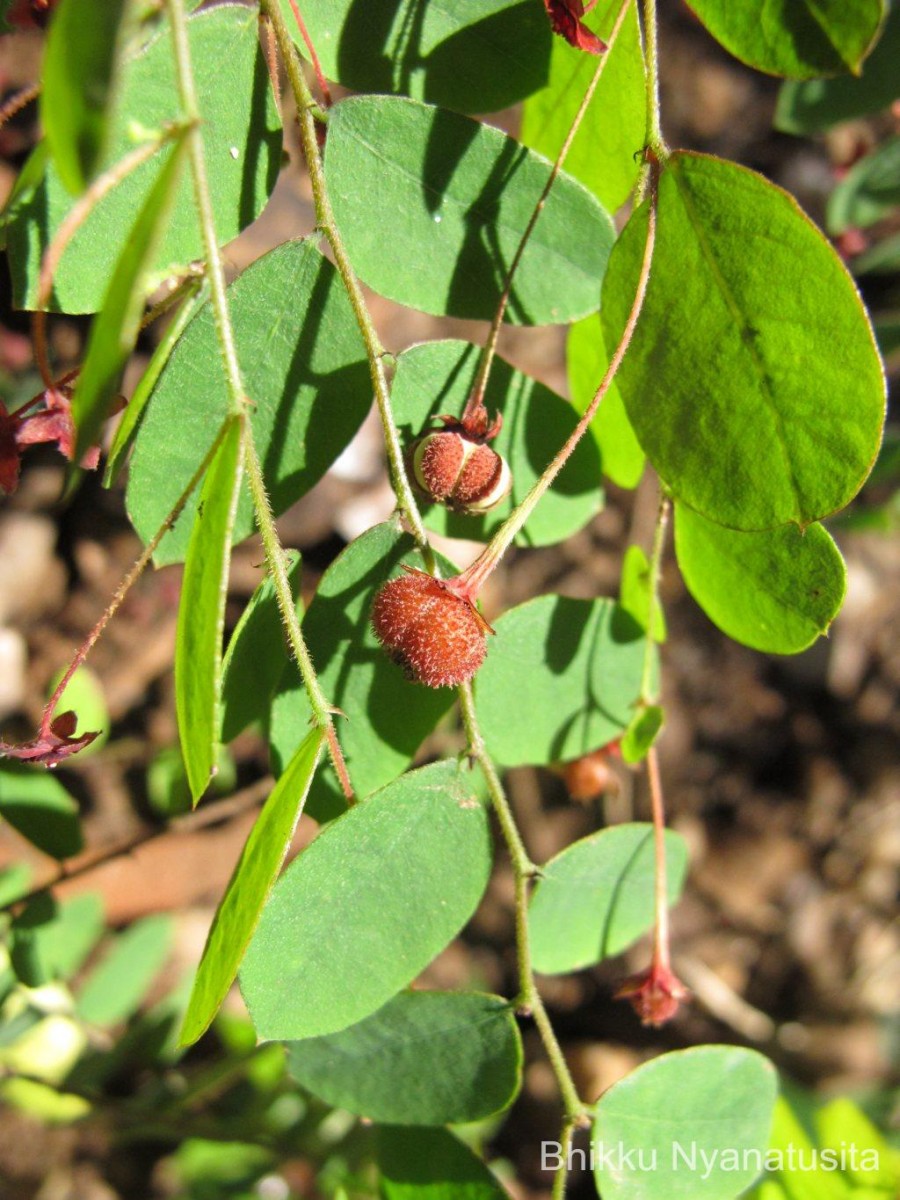 Phyllanthus cinereus Müll.Arg.